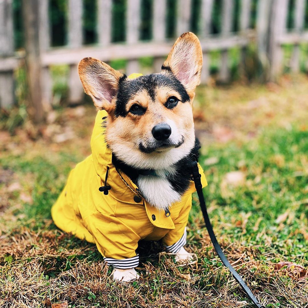 Waterproof Pet Dog Coat for Sm - đánh giá và giá Outdoor Sport Hoodie