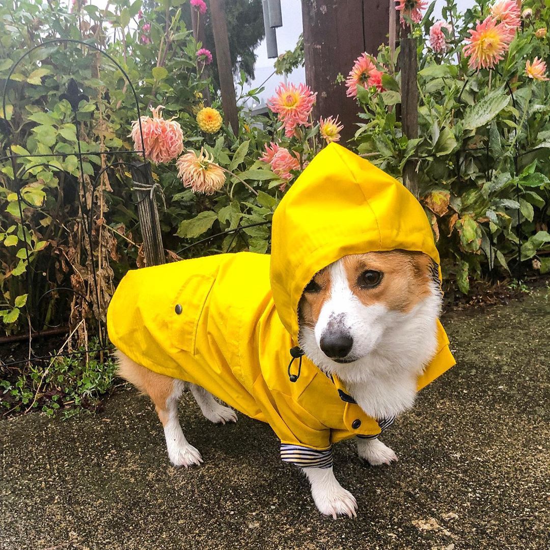 Waterproof Pet Dog Coat for Sm - đánh giá và giá Outdoor Sport Hoodie