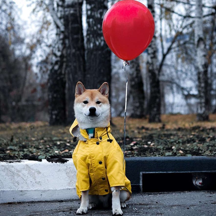 Waterproof Pet Dog Coat for Sm - đánh giá và giá Outdoor Sport Hoodie