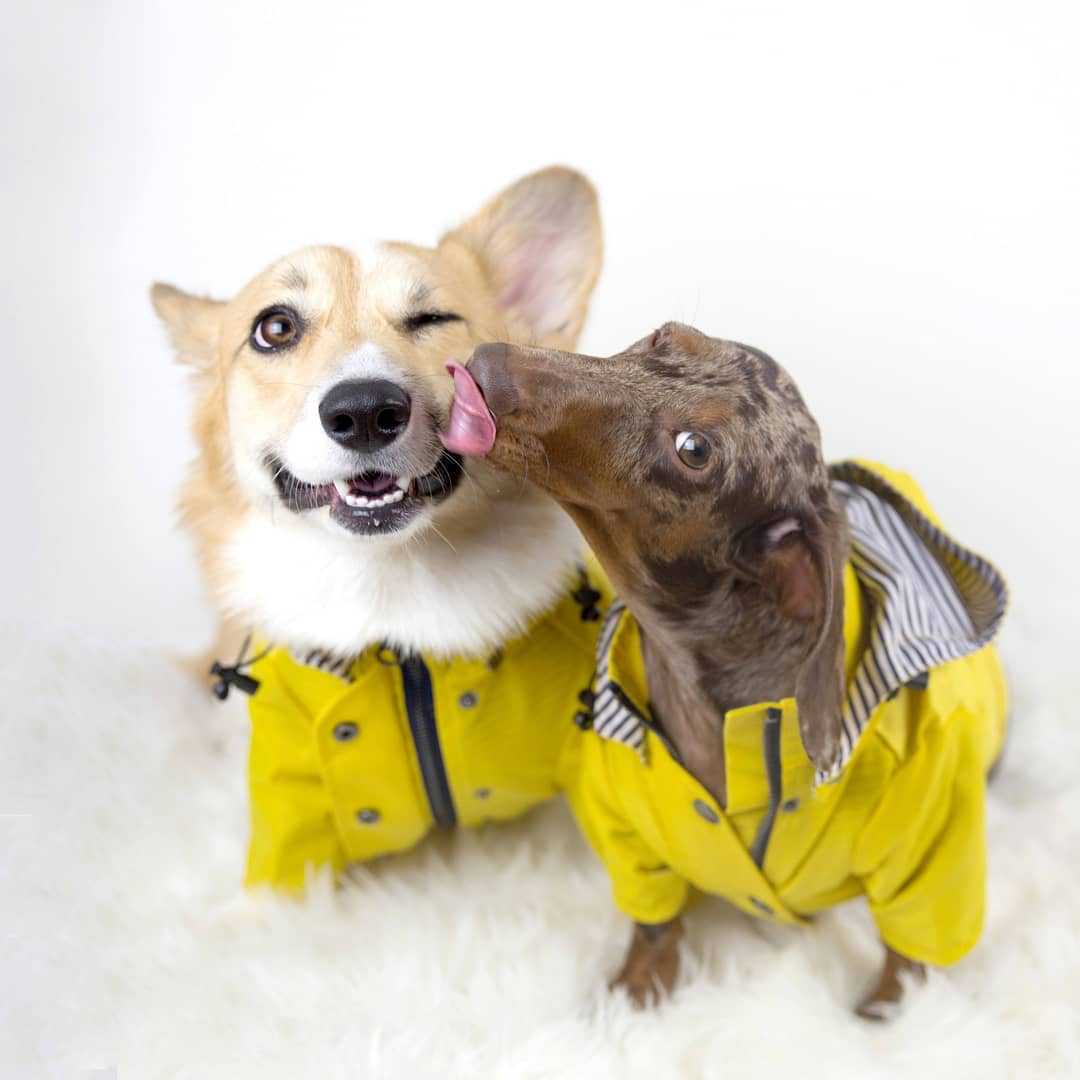 Waterproof Pet Dog Coat for Sm - đánh giá và giá Outdoor Sport Hoodie